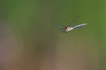 A migrant hawker (Aeshna mixta) floating in mid air in front of a natural background.
