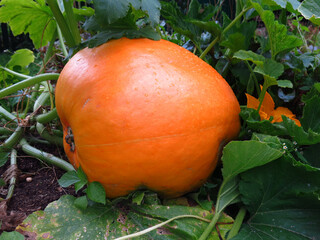Obraz premium huge yellow pumpkin grows in the garden in autumn
