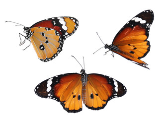 Naklejka premium Set of beautiful plain tiger butterflies on white background