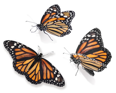 Set of beautiful monarch butterflies on white background