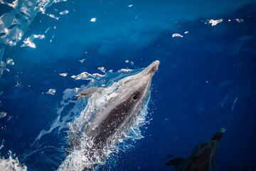 Top view of a dolphin swimming fast in the Indian ocean