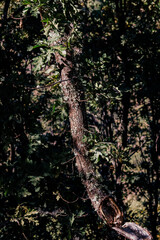 Tree in the forest with afternoon´s light - El Bierzo, Spain