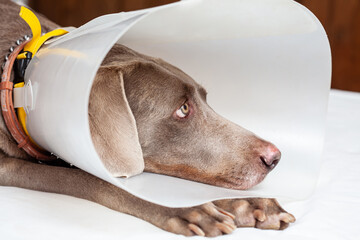 Weimaraner dog wearing a plastic elizabethan (buster) collar at home