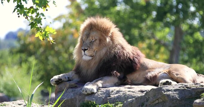 A male lion are resting in the sun