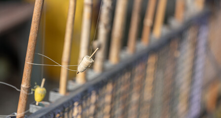 antique fishing float with bamboo fishing rods background, selective focus © christian cantarelli