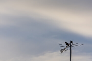 Fototapeta na wymiar Silhouette of a bird perched on a television antenna