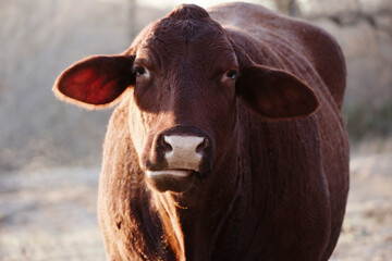 Santa Gertrudis portrait shows close up of large beef cow in winter landscape.