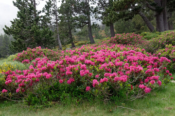 Alpenroses (Rhododendron ferrugineum) in Pyrenean Mountains