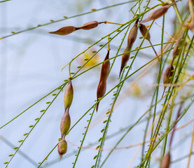 Brown pods hanging from the branches of a Jerusalem hawthorn (Parkinsonia aculeata)