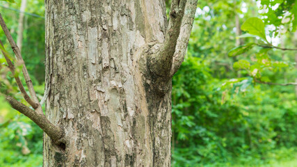 Teak Tree in Thailand precious hardwoods one of the last major areas of tropical forest in Asia	