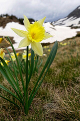 Wild daffodil in the grass