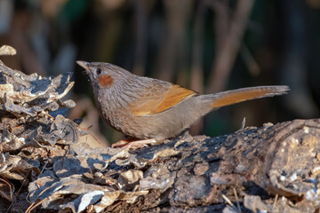 Streaked Laughingthrush photographed in Sattal, India