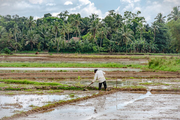 A farmer cultivating a field of rice filled with water on the island of Sri Lanka
