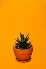 Small plant pot on yellow background