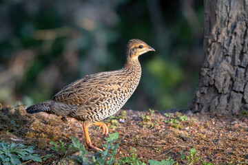 Femal Black Francolin photographed in Sattal, India