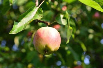 apfelbäume in neuss hombroich