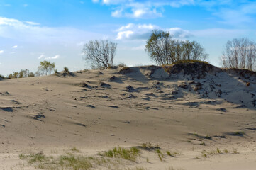 Sand dunes at sunset. Trees on a sea dune.
