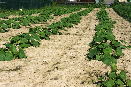 Growing vegetables in the home garden. Cultivating fields. Sprouting and sprouting of crops.