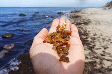 Raw amber in the palm of your hand. Collect amber by the sea.