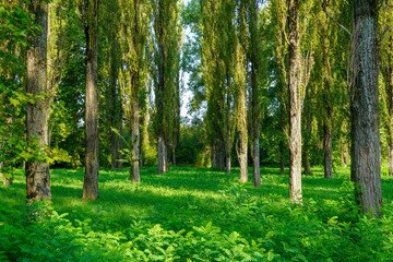 Walkway with trees in symmetry on both sides
