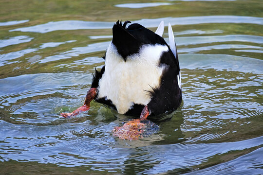 Duck diving with head under water, bottom up