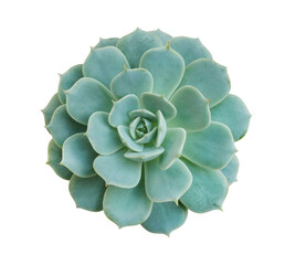 Echeveria lilacina (Ghost Echeveria) Green succulent cactus flower tropical plant top view isolated on white background, clipping path included