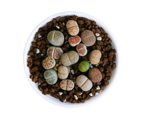 Lithops is a genus of succulent plants are often known as pebble plants or living stones in white cray pot isolated on white background