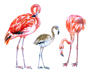 Set of flamingos, adult birds and chick, watercolor illustration on a white background. Zoological tropical print for various designs.