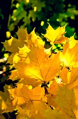 Naklejka na ściany i meble Yellow leaves of the Canadian maple, autumn transparent light. Moscow region. Russia.