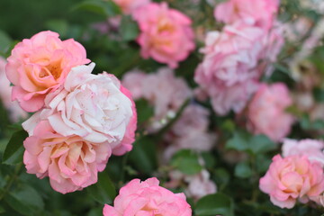 pink roses in garden