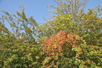 Cespuglio di biancospino con bacche