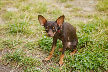 Russian toy Terrier dog sitting on lawn. Close up of tame dog of toy Terrier breed running on grass in nature. Purebred small pocket Pets. Walking Pets in Park