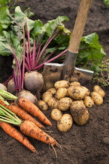 Bunch of organic beetroot and carrot, freshly harvested potato on soil in garden. Autumn harvest of...