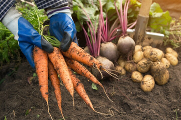 Bunch of organic carrot in farmer hands in garden. Autumn harvest of vegetables, farming
