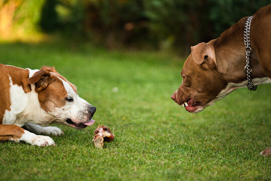 Two dogs amstaff terriers fighting over food. Young and old dog agressive behaviour.