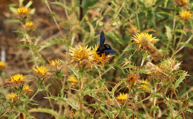 Bumblebee on plants in the field