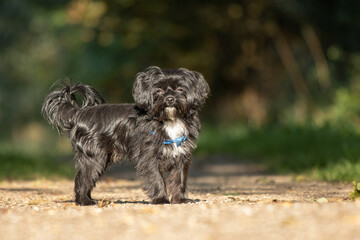 Bolonka dog stands on a path and looks into the camera