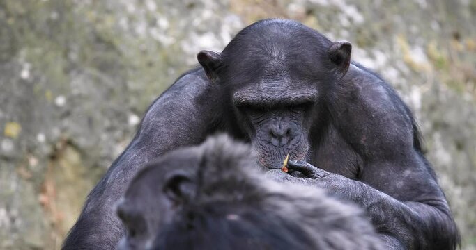 chimpanzee sits in the meadow