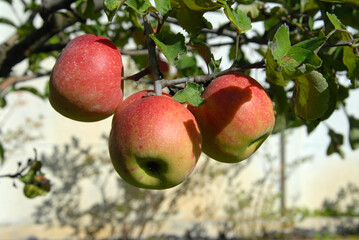 fresh apples on a tree branch