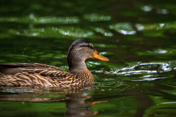 Wild ducks swim in the pond in the evening.