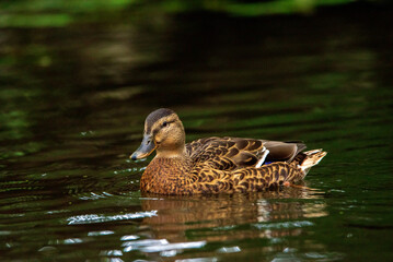 Wild ducks swim in the pond in the evening.