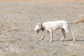 dogo argentino portrait outdoors. Dog photos