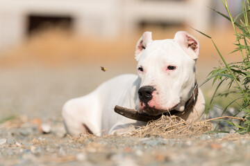dogo argentino portrait outdoors. Dog photos