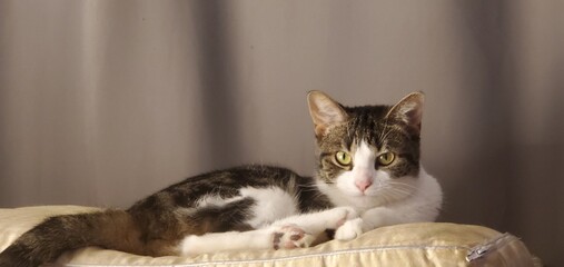 cat