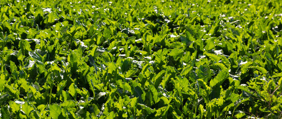 Obraz premium Fresh green spinach leaves grow in an irrigated field, close-up. Spinach grown in the garden. Organic spinach ready for harvest. Food production. Agriculture, sunset, close up view