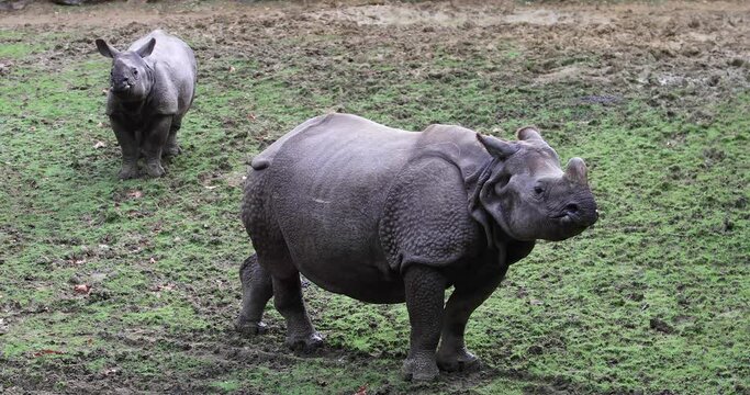 Indian rhinoceros standing is in the meadow