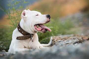 dogo argentino portrait outdoors. Dog photos