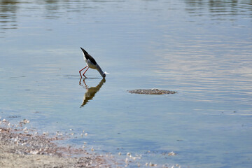 The common stilt and its reflection at the natural park of Albufera in valencia spain