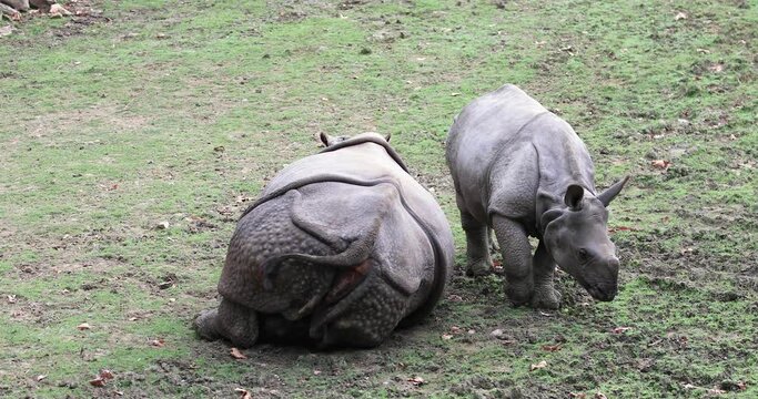 Indian rhinoceros standing is in the meadow