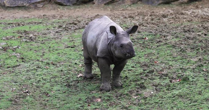 Indian rhinoceros standing is in the meadow